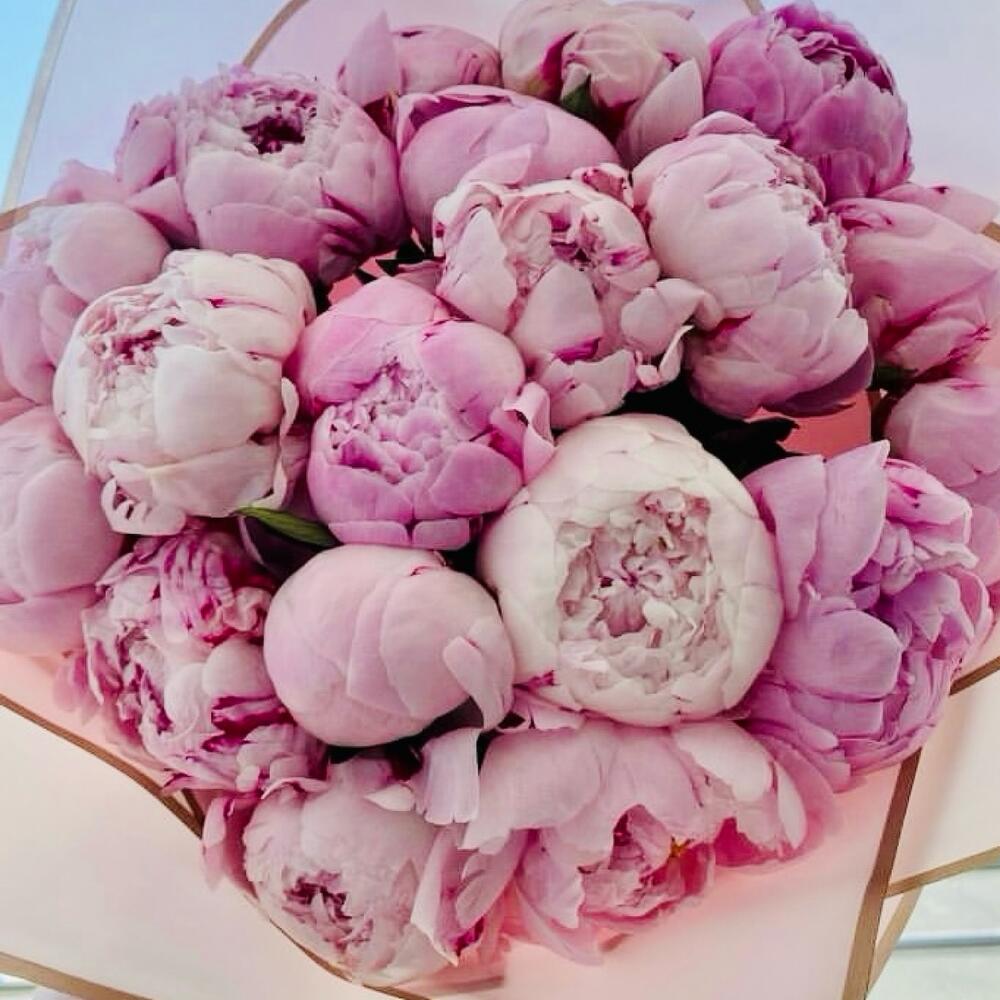 Pink Peonies