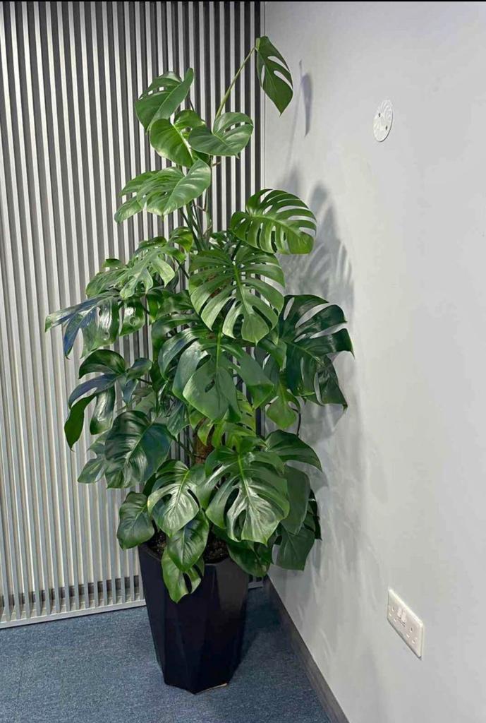 Monstera Indoor Plants