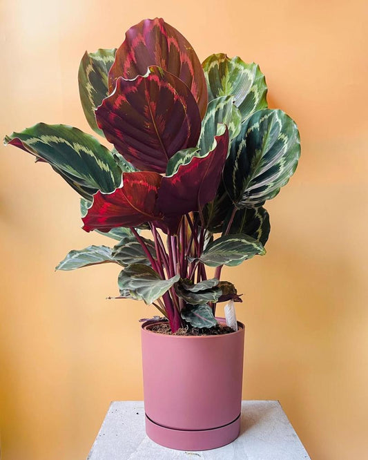 Karota Indoor Plants