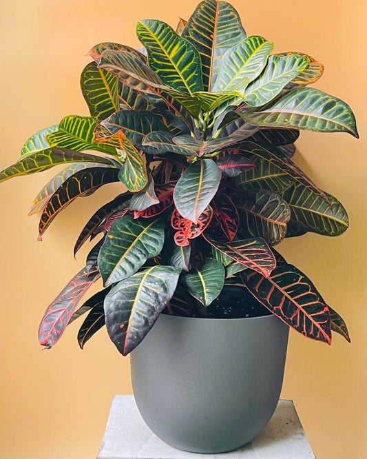 Jamaica Indoor Plants