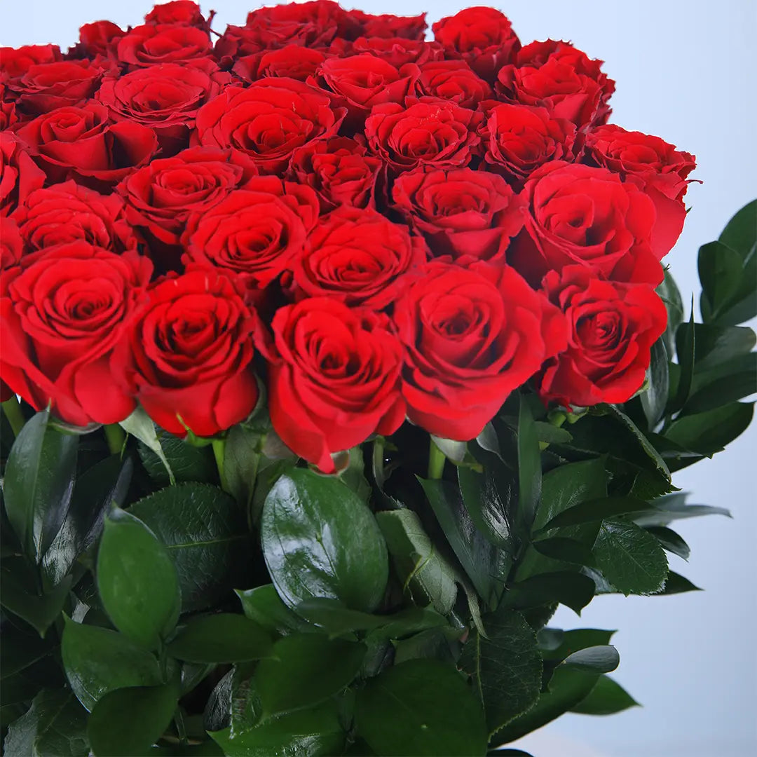 Classic Red Roses