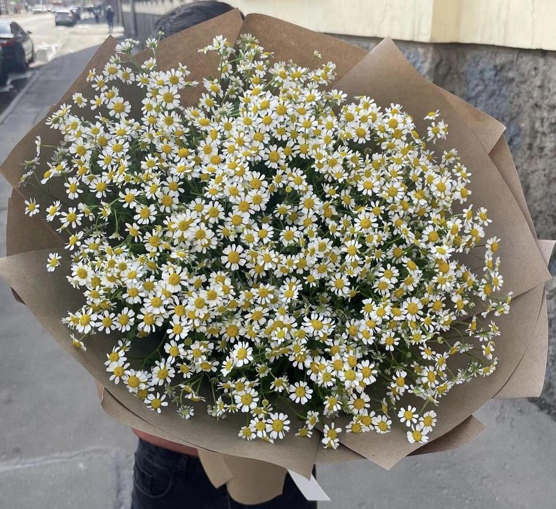 Camomile