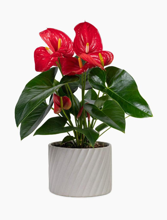 Anthurium Red