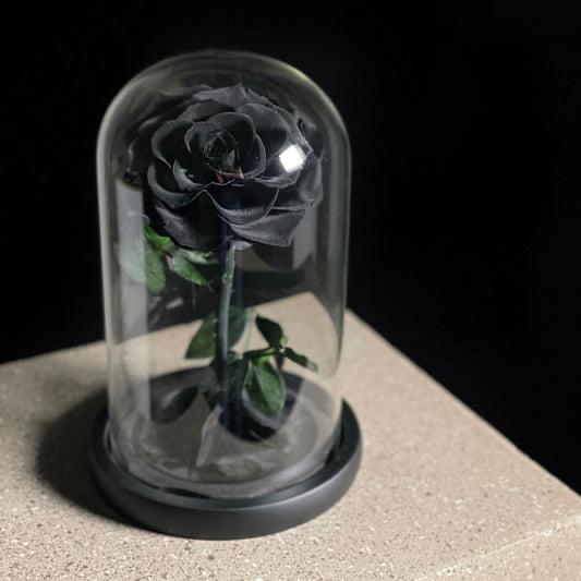 Black Single Infinity Rose