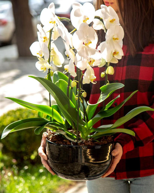 Potted Orchid