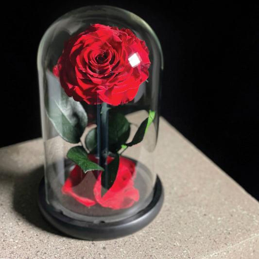 Red Single Infinity Rose