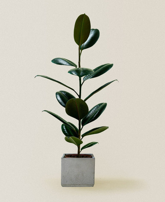 Rubber Tree (40cm)