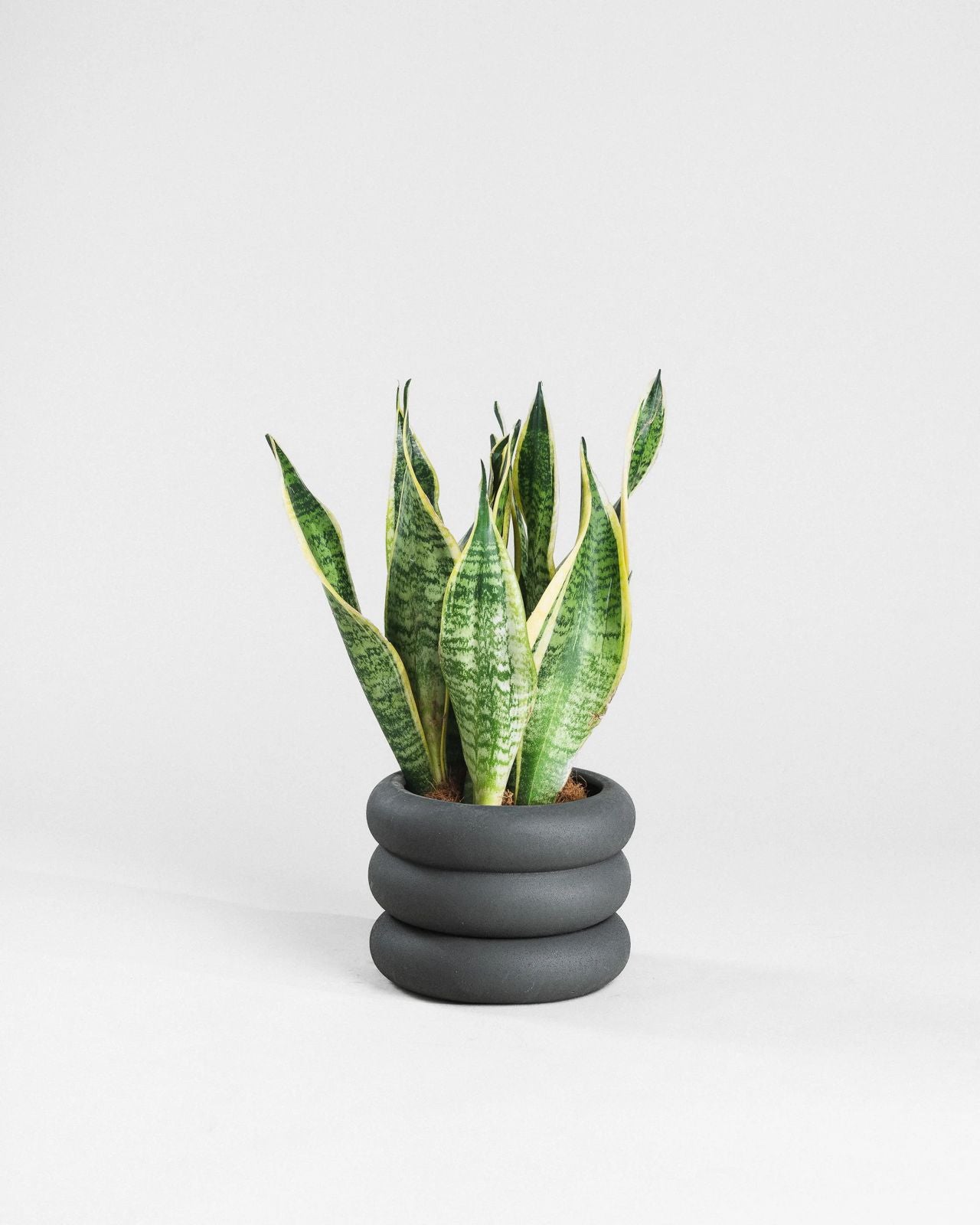 Snake Plants (50cm)