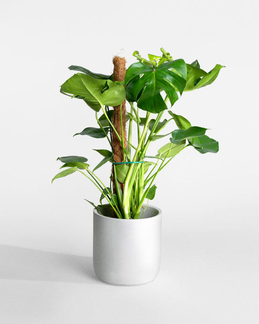 Swiss Cheese Plants (80cm)