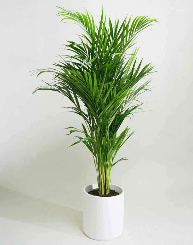 Areca Plants Tulipannah Flowers areca-plants-tulipannah-flowers