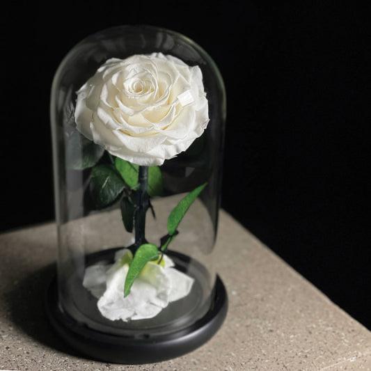 White Single Infinity Rose